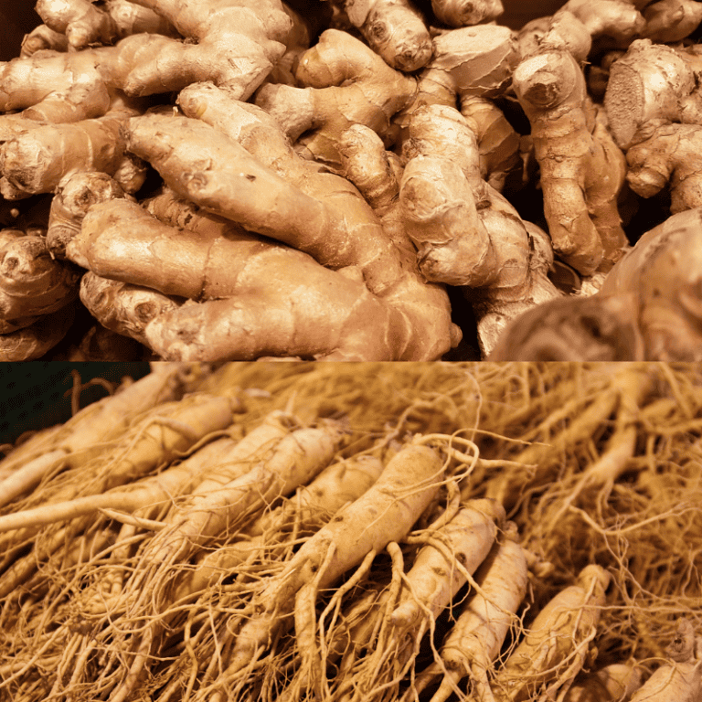 ginger and ginseng