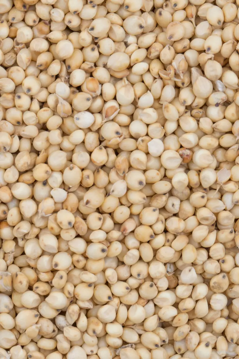 Sorghum Substitutes