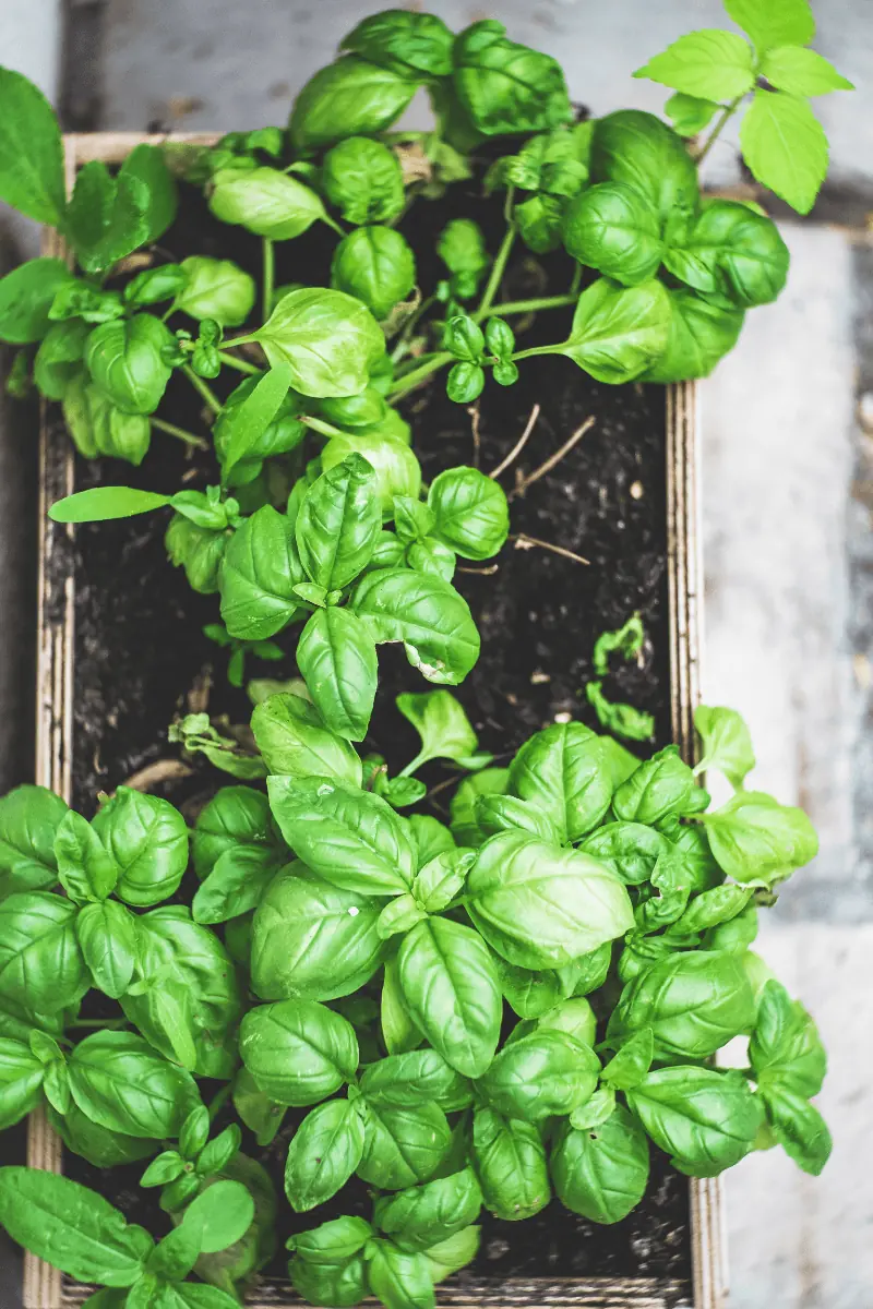 Basil Substitutes