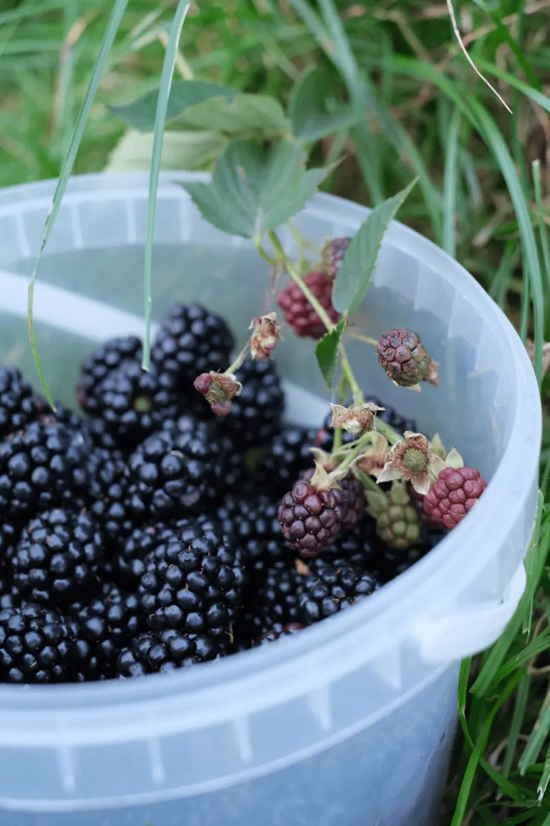 How To Use Blackberries In Cooking