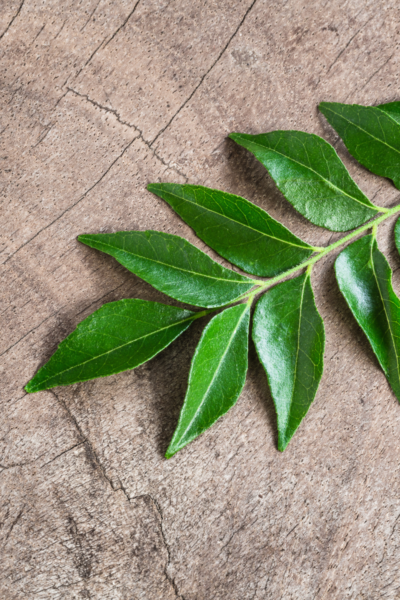 How To Store Curry Leaves