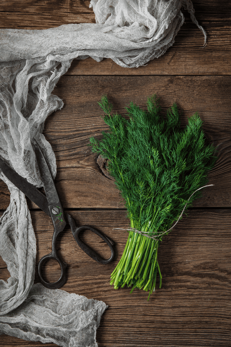 How to Store Dill