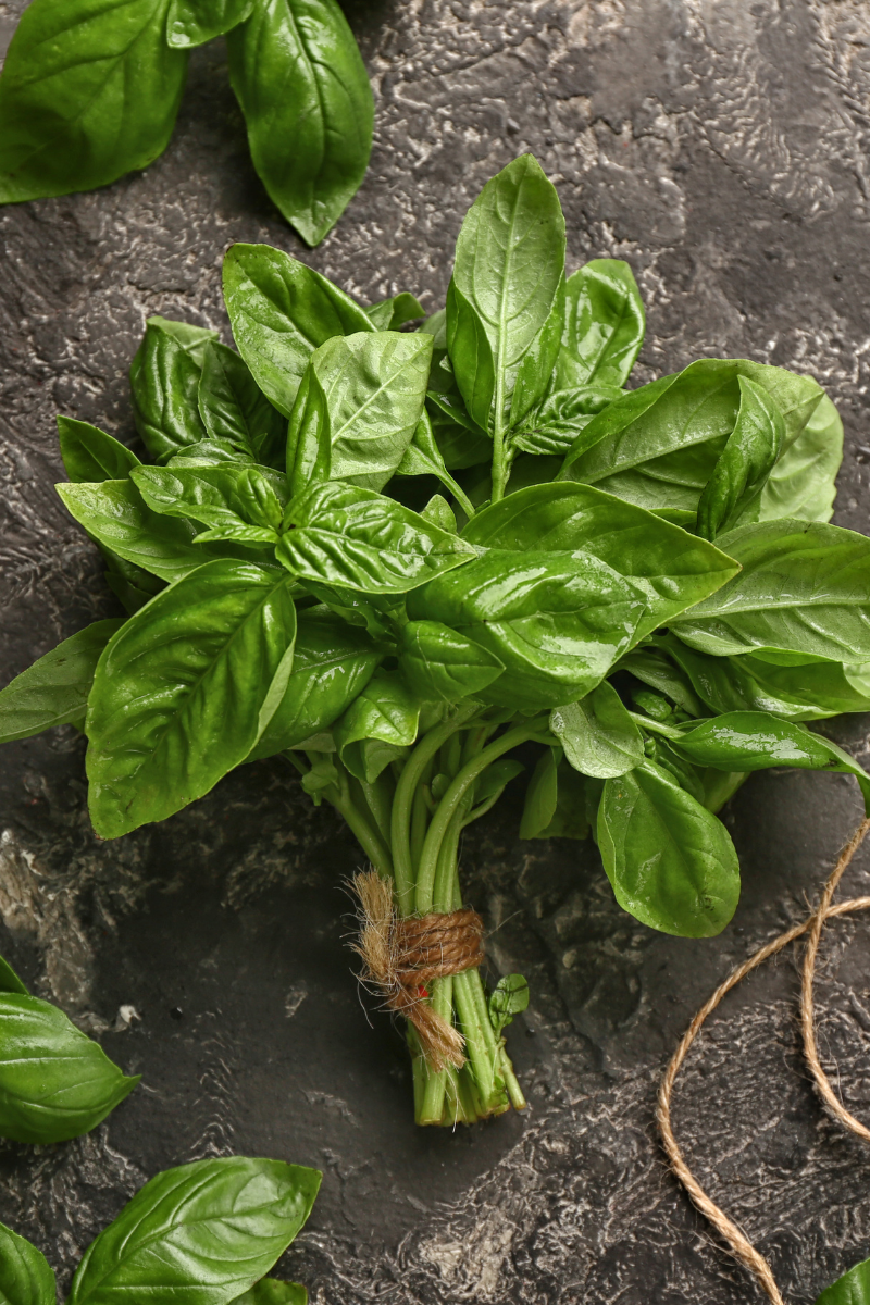 How To Store Fresh Basil