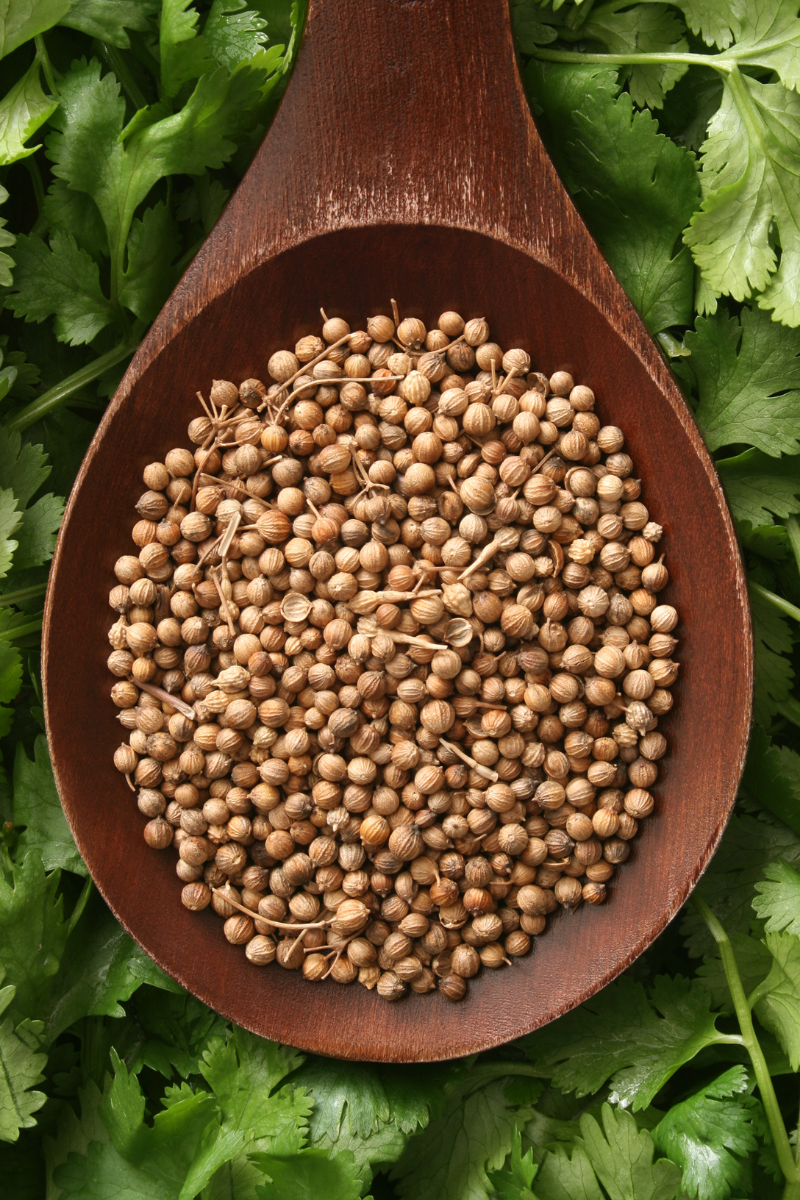 How to Store Coriander