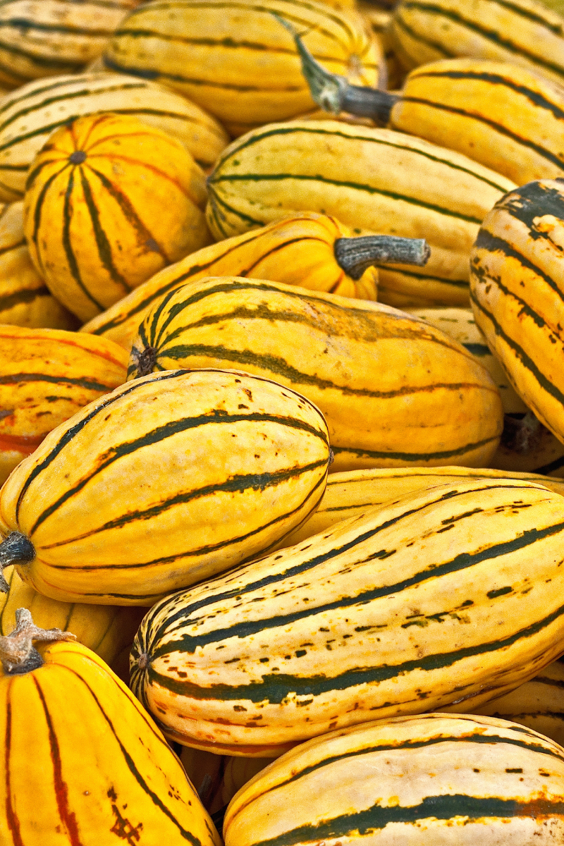 What Is Delicata Squash?