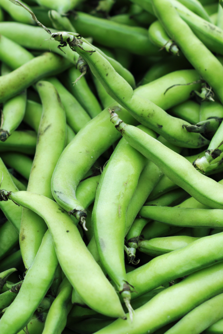 How To Store Fava Beans Savory Suitcase