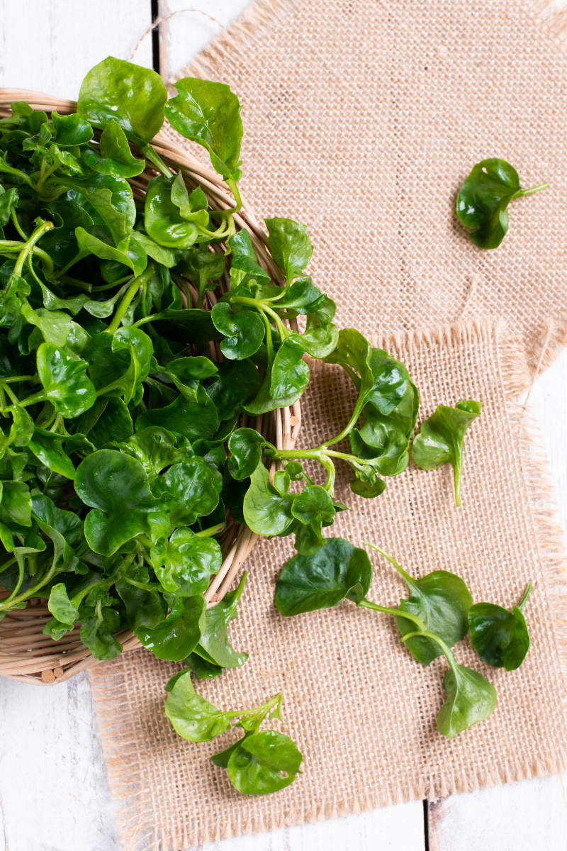 What Is Watercress?