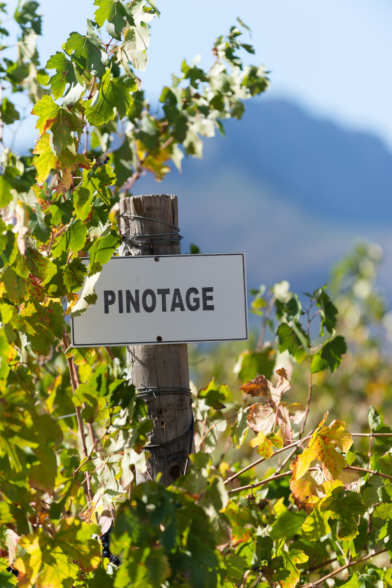 What Is Pinotage Wine?