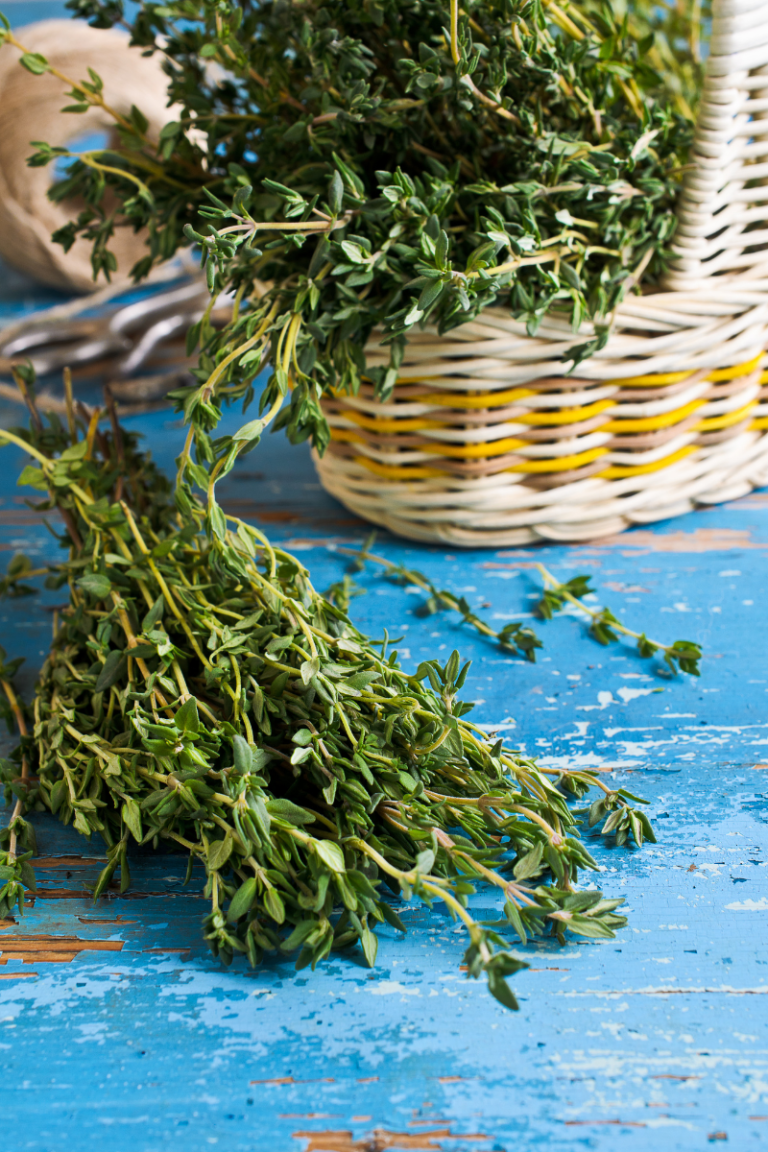 How to Store Thyme Savory Suitcase